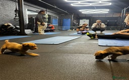 Soft Coated Wheaten Terrier dogs for sale: Traditional Irish Wheaten Terriers  - Image 12