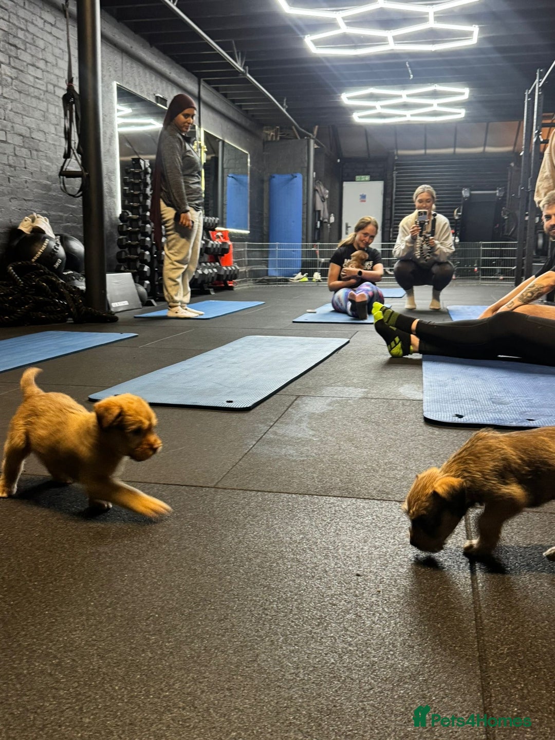 Soft Coated Wheaten Terrier dogs for sale: Traditional Irish Wheaten Terriers  - Image 12