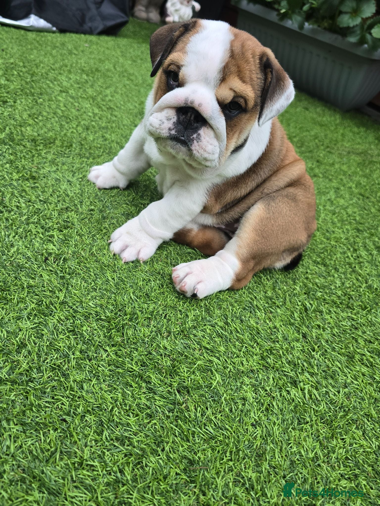 English Bulldog dogs 🐾 Ready next week red/white bulldog pups 🐶 - Advert 4