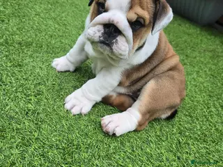 English Bulldog dogs 🐾 Ready next week red/white bulldog pups 🐶 - Advert 4