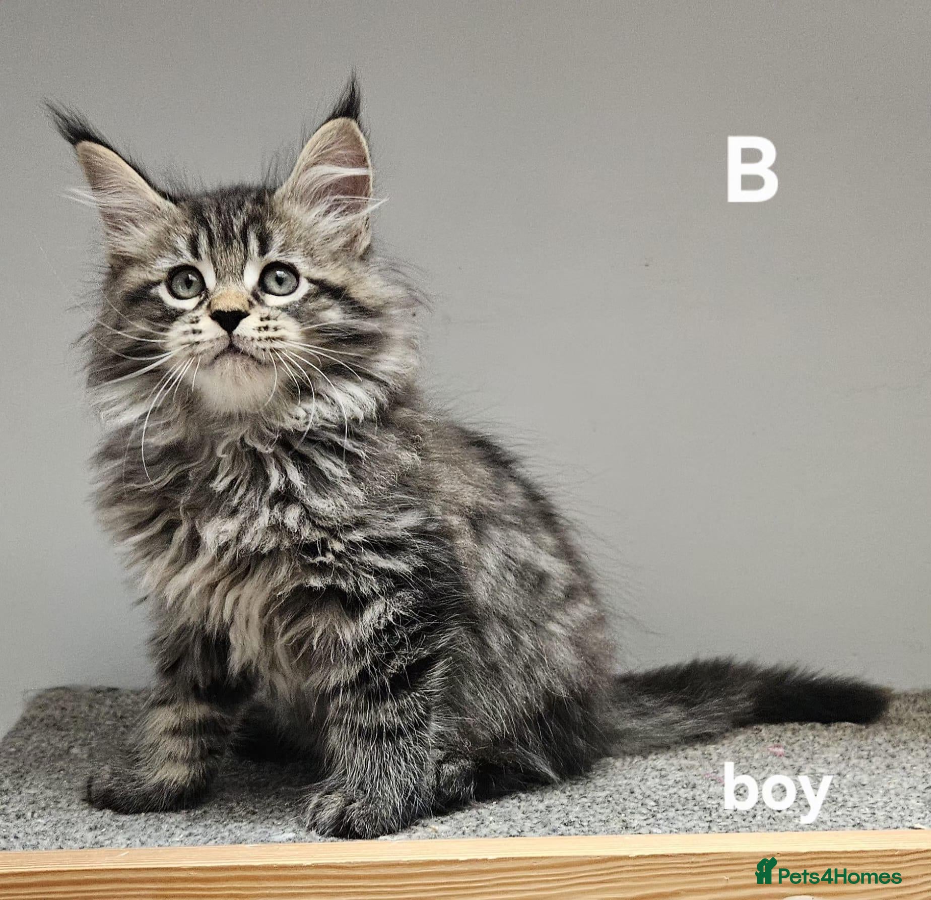 Maine Coon cats Large Maine Coon kittens regd European bloodline - Advert 18