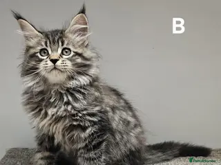 Maine Coon cats Large Maine Coon kittens regd European bloodline - Advert 18