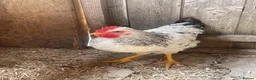Chickens poultry for sale: Beautiful 3 month old cockerel for sale  in Melton Mowbray - Advert 2