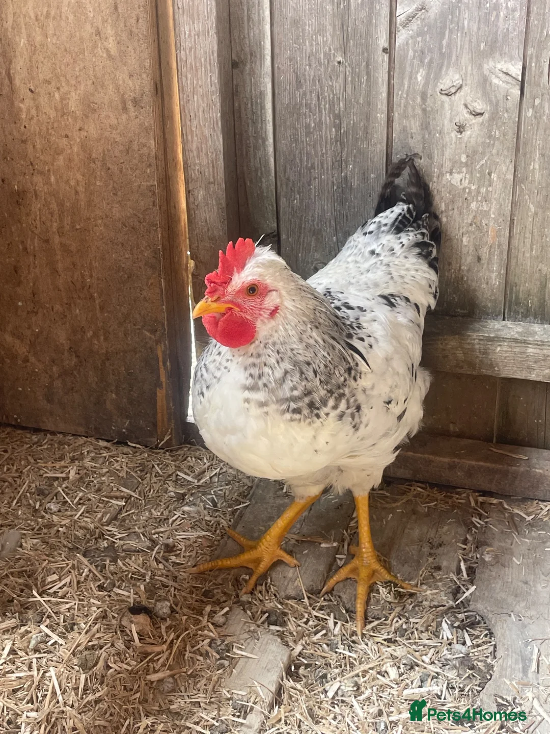 Chickens poultry for sale: Beautiful 3 month old cockerel for sale  in Melton Mowbray - Advert 2