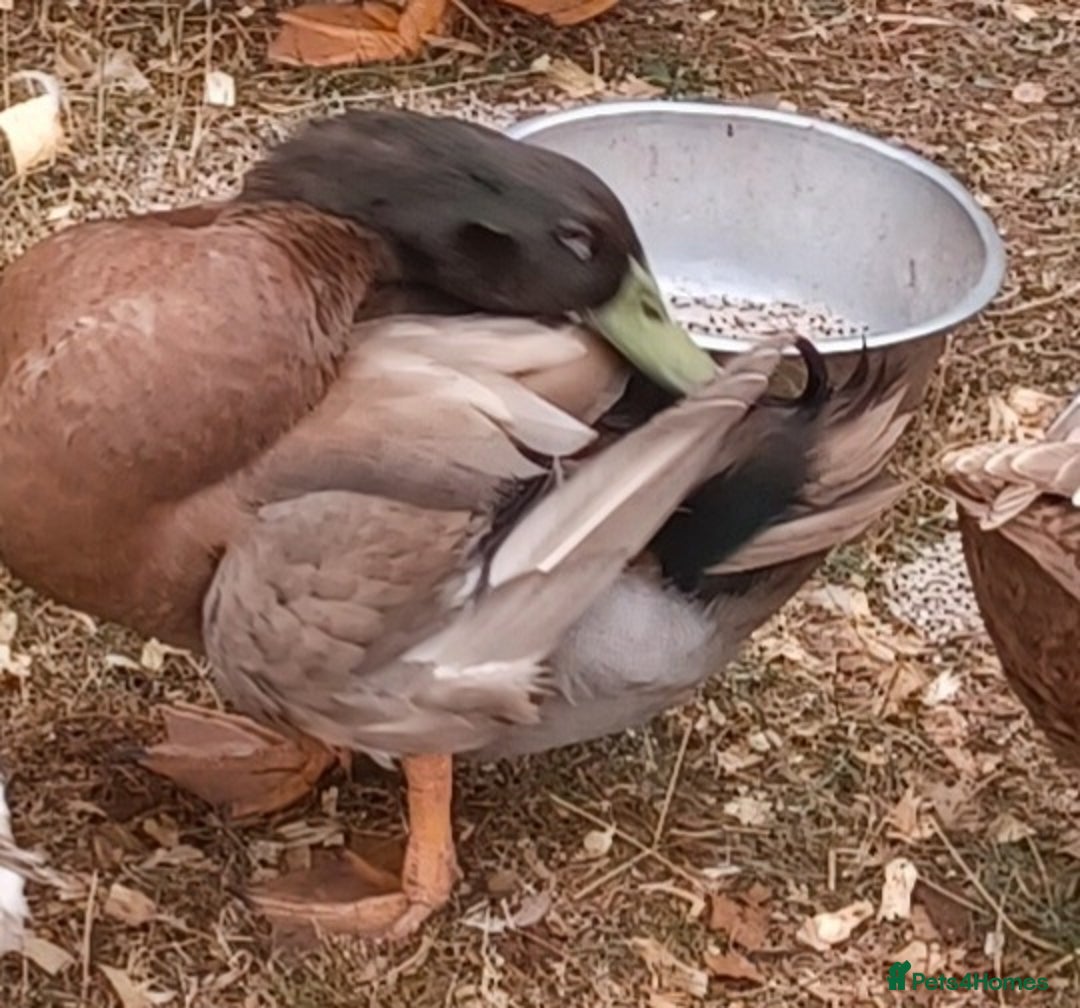 Ducks poultry for sale: Khaki Campbell 2025 drakes, offers considered in Tiverton - Image 16