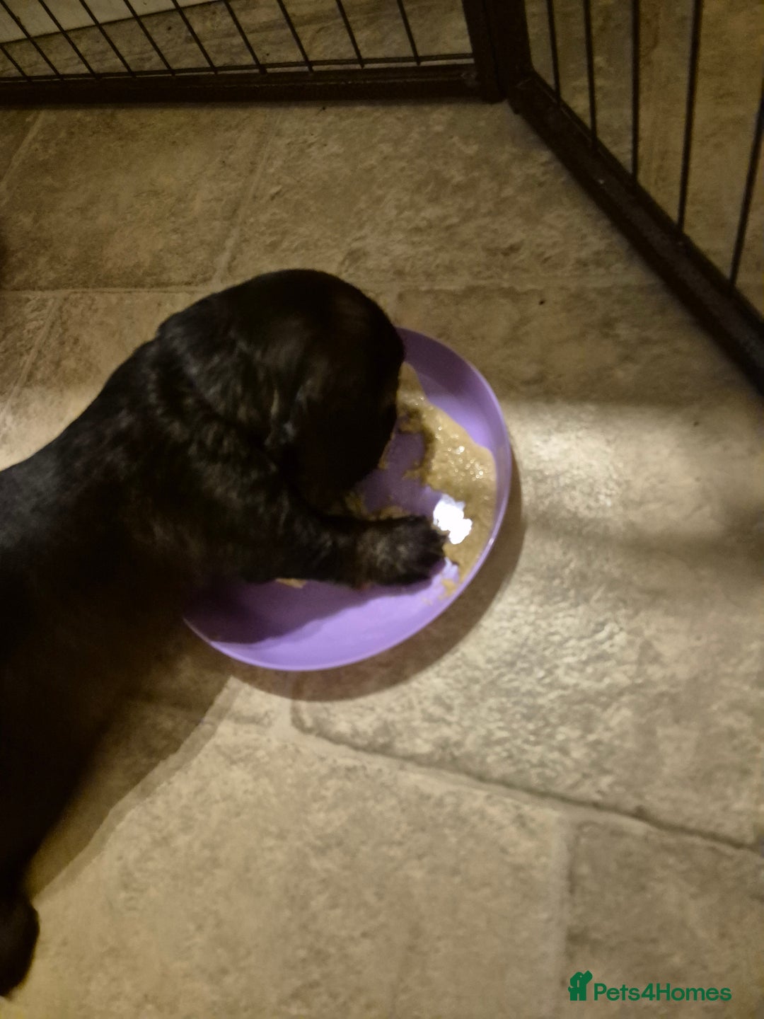 Dachshund dogs for sale: Standard Dachshund Puppies - Advert 26