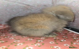Mini Lion Lop rabbits for sale: ADORABLE BABY MINI LION LOPS  - Image 2