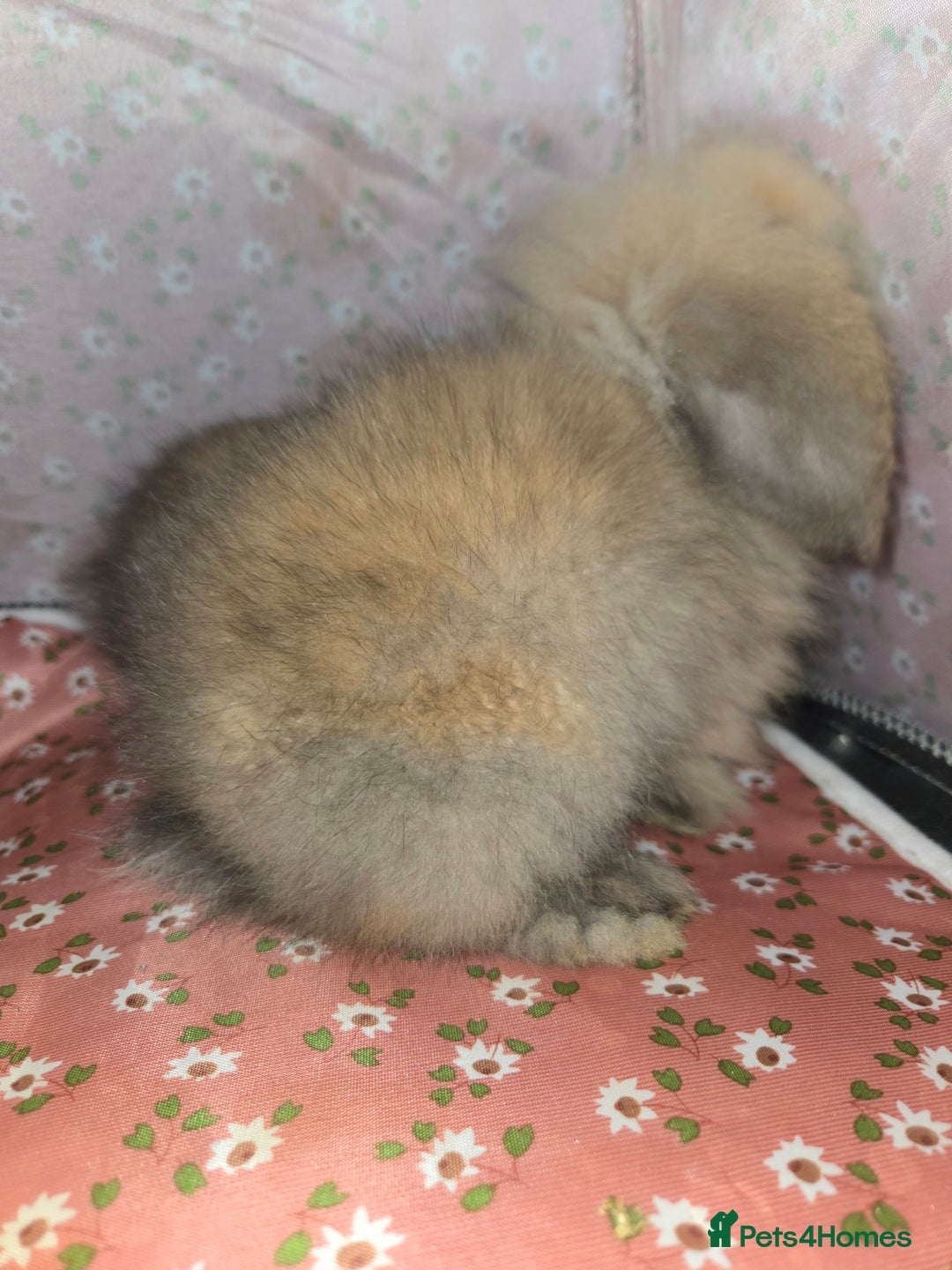 Mini Lion Lop rabbits for sale: ADORABLE BABY MINI LION LOPS  - Image 2