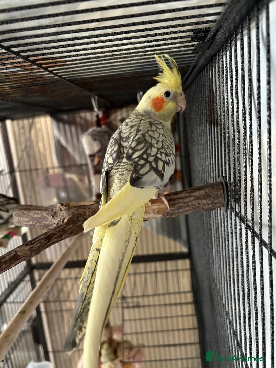 Cockatiels birds for sale: 4 month old male cockatiel  - Image 3