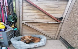 Mixed Breed dogs for adoption: 💖🐶 SANDY 🐶💖 - Image 13