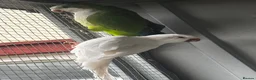 Parrots birds for sale: PROVEN breeding pair of quakers in Faversham - Advert 2
