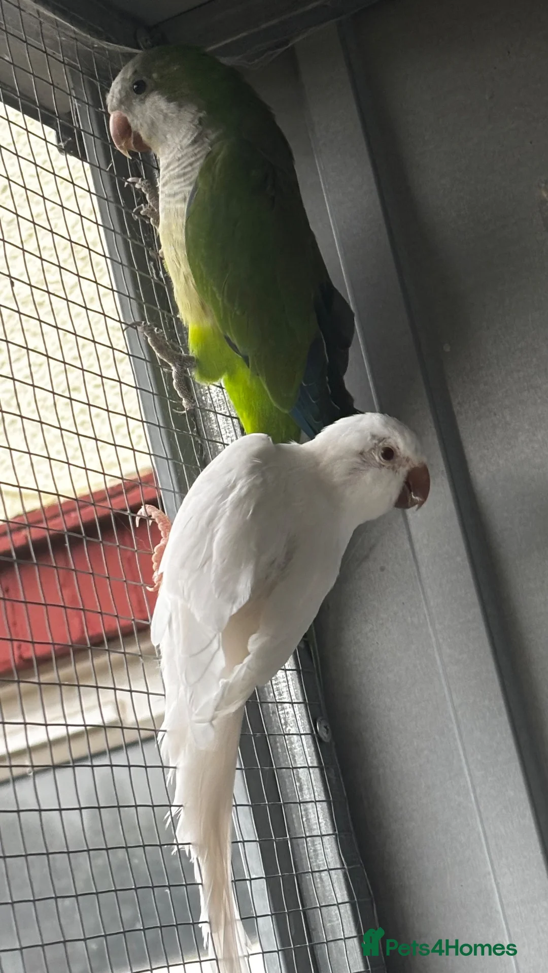 Parrots birds for sale: PROVEN breeding pair of quakers in Faversham - Advert 2
