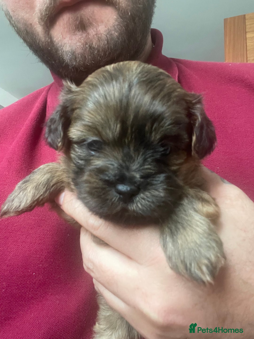 Mixed Breed dogs for sale: Shihpoo  - Image 6
