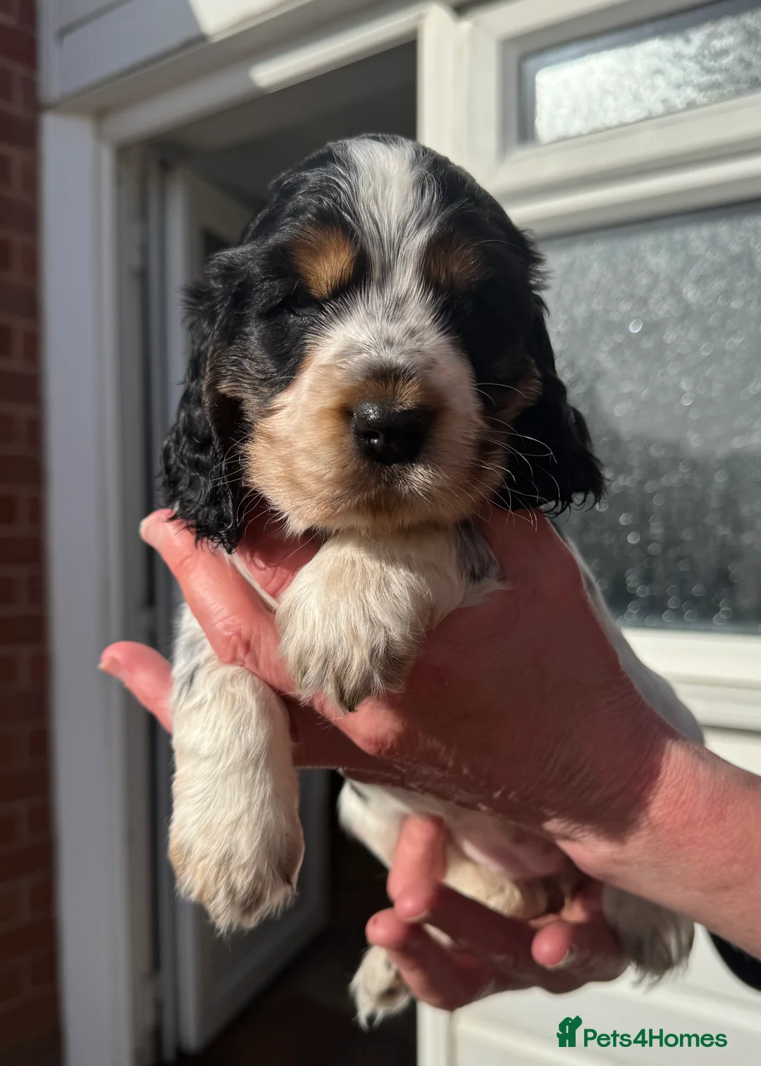 Cocker Spaniel dogs for stud: Show Cocker, Blue Roan and Tan (Stud Service Only) in Doncaster - Advert 13