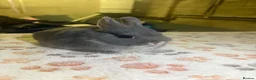 Netherland Dwarf rabbits for sale: blue otter Netherland dwarf does - Advert 26