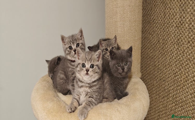 British Shorthair cats - Advert 13