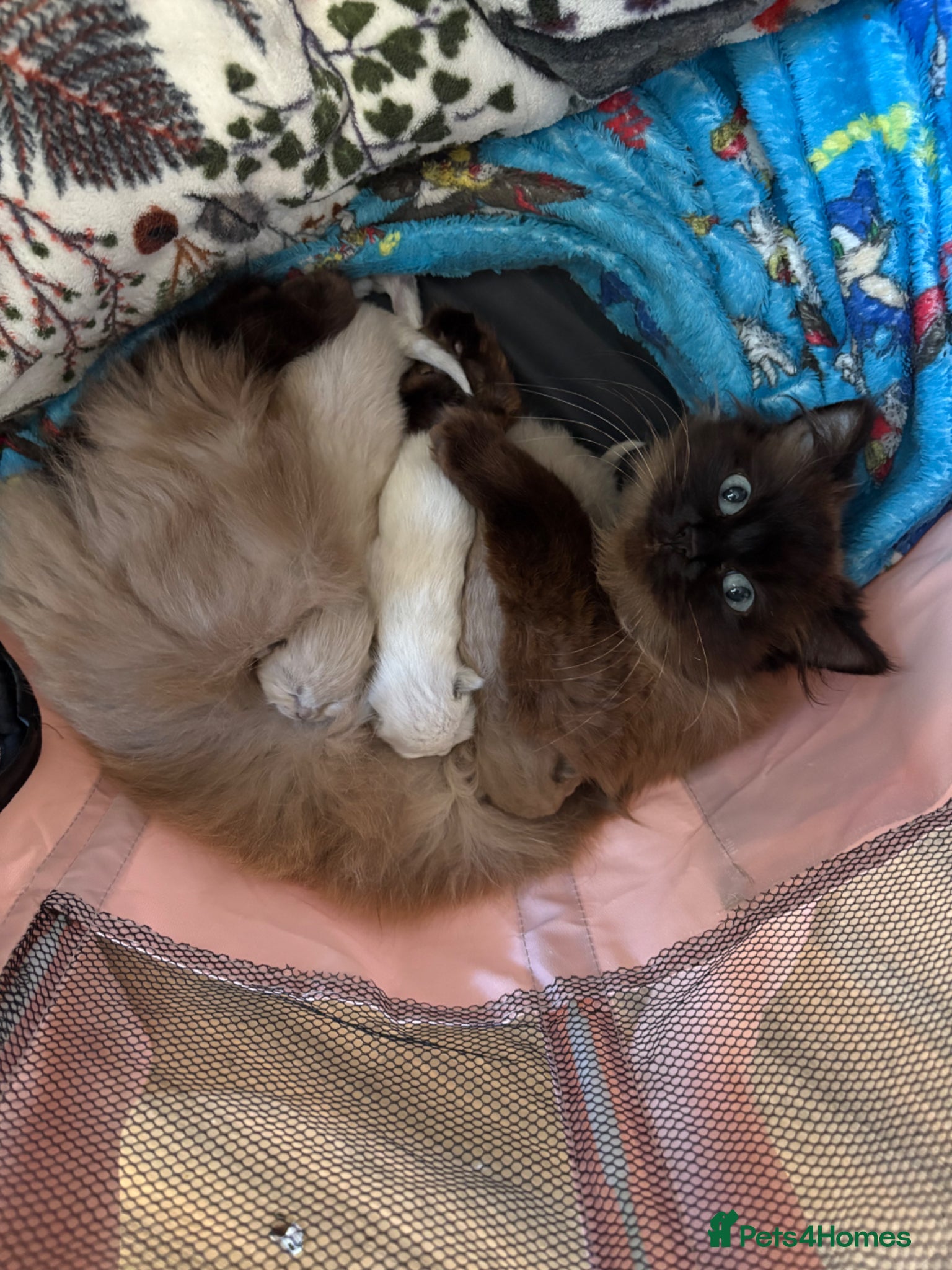 Ragdoll cats Mink Ragdolls for sale - Advert 1