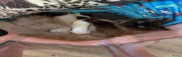 Ragdoll cats for sale: Mink Ragdolls for sale in Hereford - Advert 1