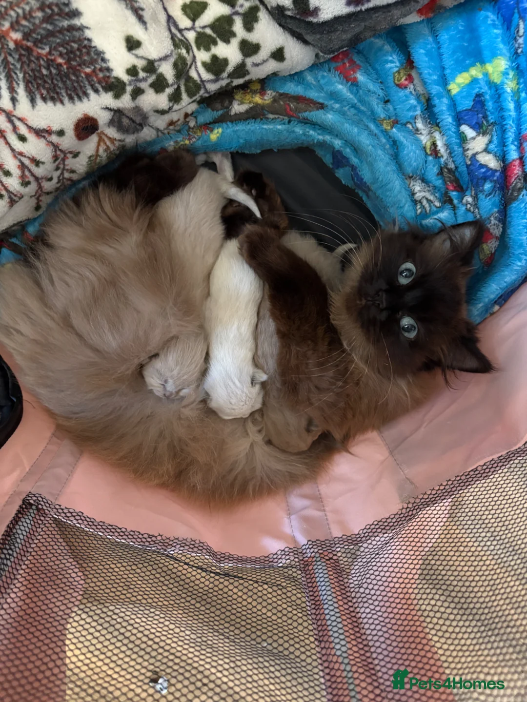 Ragdoll cats for sale: Mink Ragdolls for sale in Hereford - Advert 1