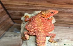 Bearded Dragon reptiles for sale: RED MONSTER LINE & G STRIEP - Image 2