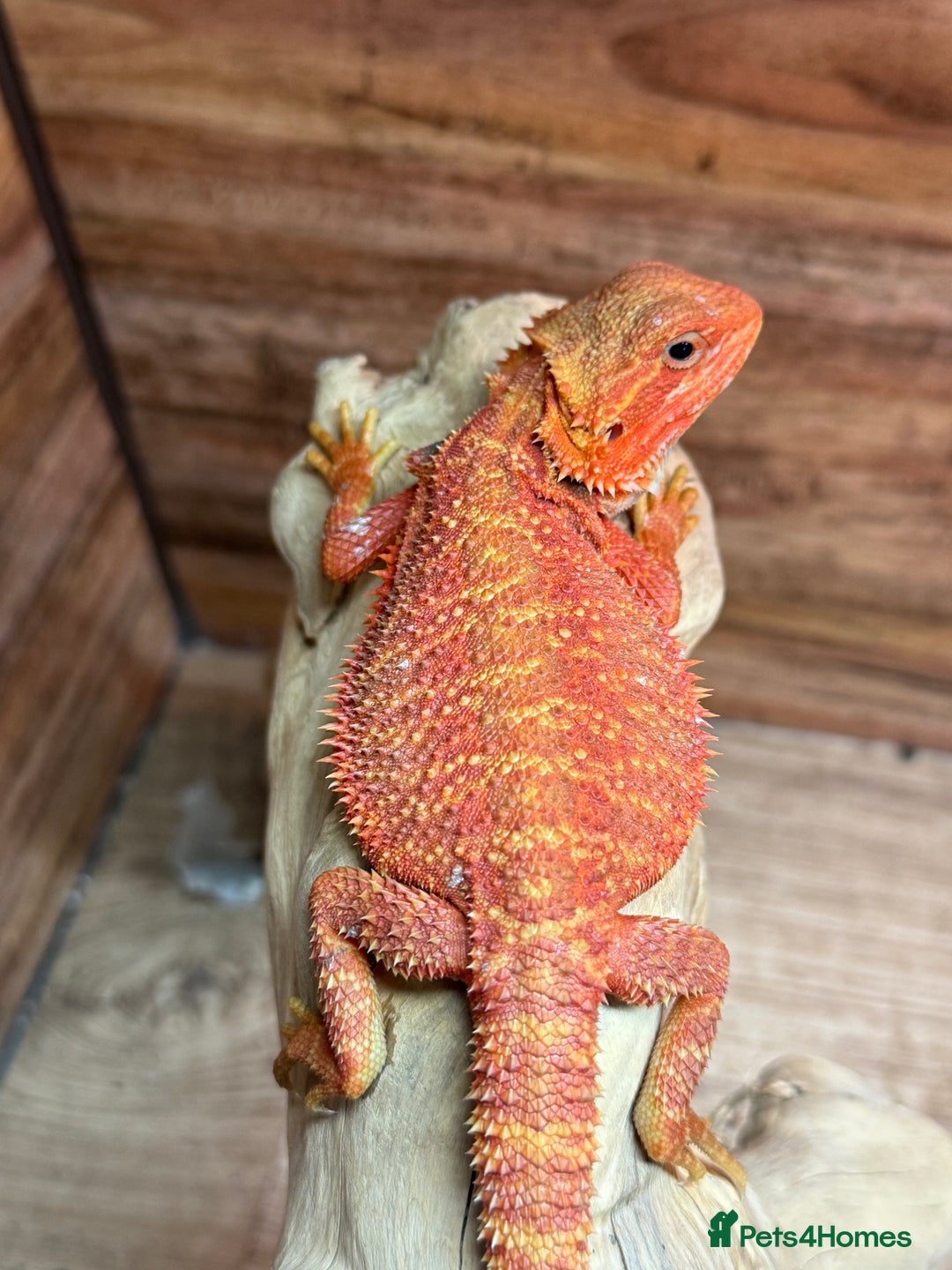 Bearded Dragon reptiles for sale: RED MONSTER LINE & G STRIEP - Image 2