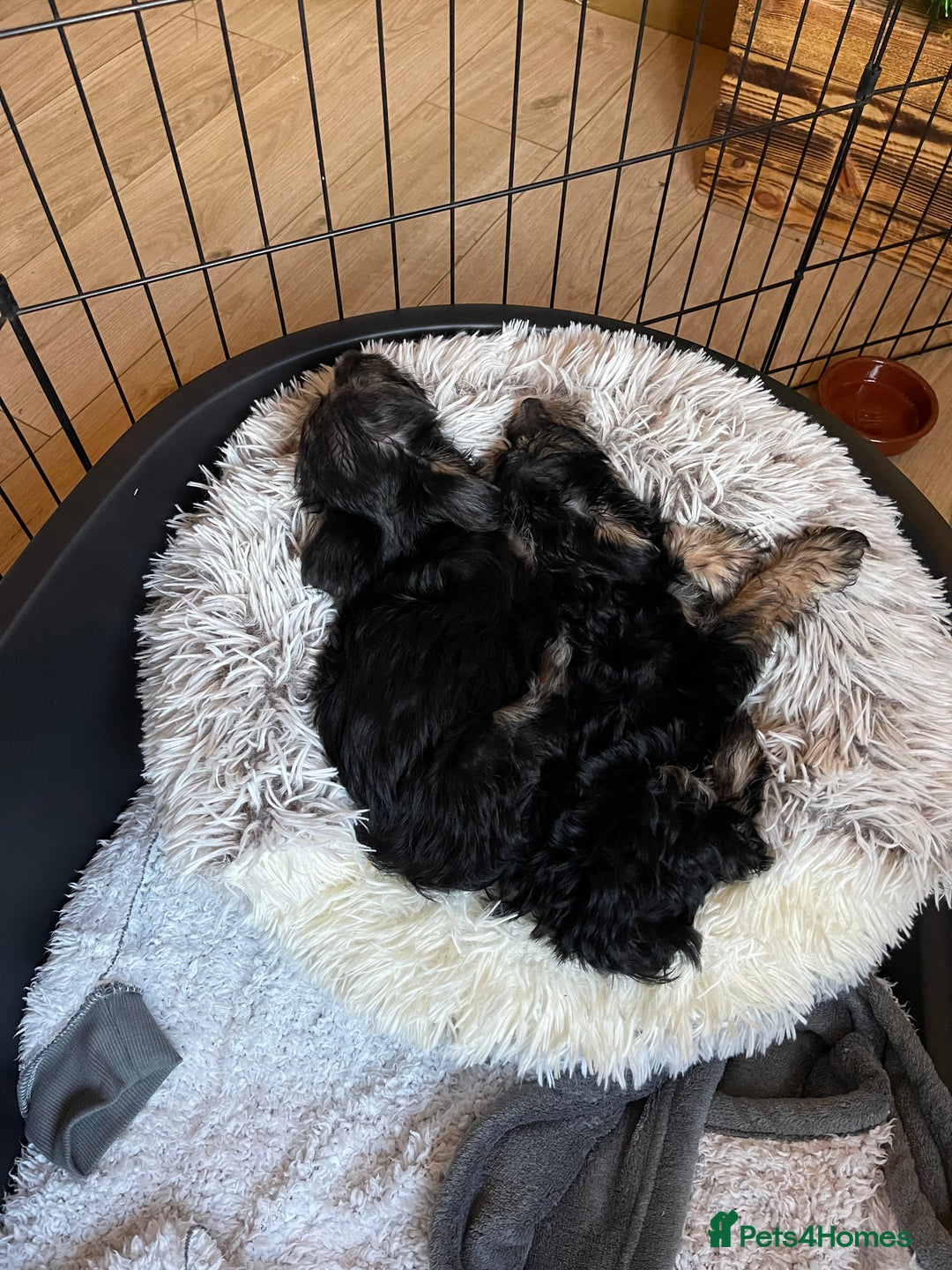 Mixed Breed dogs for sale: Adorable Morkie Poo puppies - Advert 12