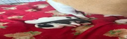 Mixed Breed dogs for sale: Old Tyme Collies looking for their forever home in Durham - Advert 8