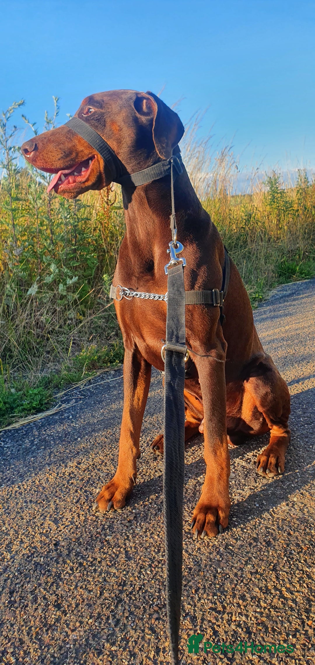Dobermann dogs for stud: PROVEN SIRE, SON OF COME AS YOU ARE I-REX(Imp Scg) in Leeds - Image 11
