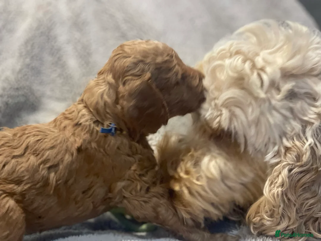 Cockapoo dogs for sale: Cockapoo puppies in Sevenoaks- One girl available - Advert 2