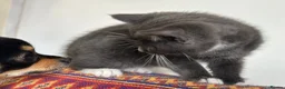 Mixed Breed cats for sale: Male kitten for sale  - Advert 4