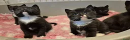 Mixed Breed cats for sale: British short hair cross  - Advert 7