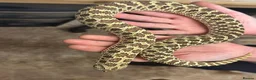 Snake reptiles for sale: Ten x Hog Nose Snakes Various Colour Morphs  in Swaffham - Advert 1