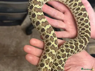 Snake reptiles for sale: Nine x Hog Nose Snakes Various Colour Morphs - Advert 3