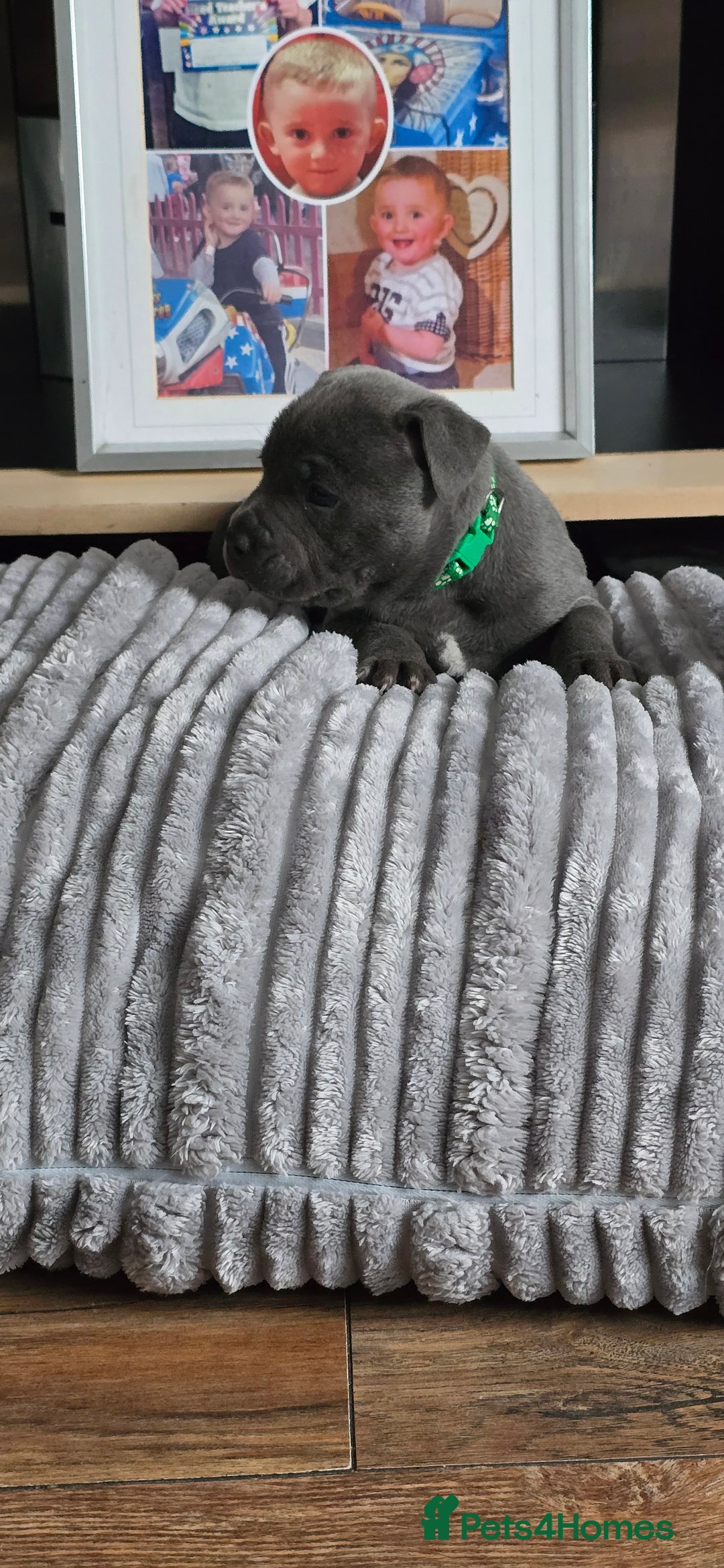 Staffordshire Bull Terrier dogs for sale: 4 beutiful blue staffies dad and mum kc  - Advert 10