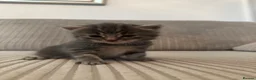 Domestic Shorthair cats for sale: Beautiful Grey blue kittens & grey tabbies x 7 - Advert 12