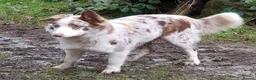 Border Collie dogs for sale: Red Merle and Red/white border collie pups - Advert 22