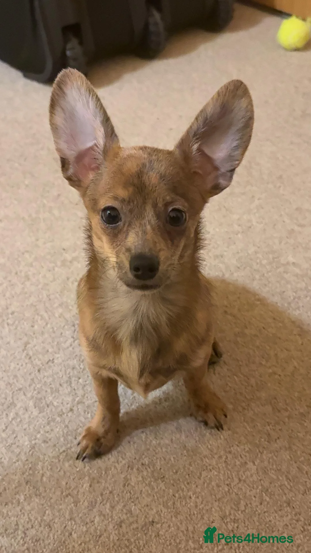 Mixed Breed dogs for sale: Nanii - Advert 1