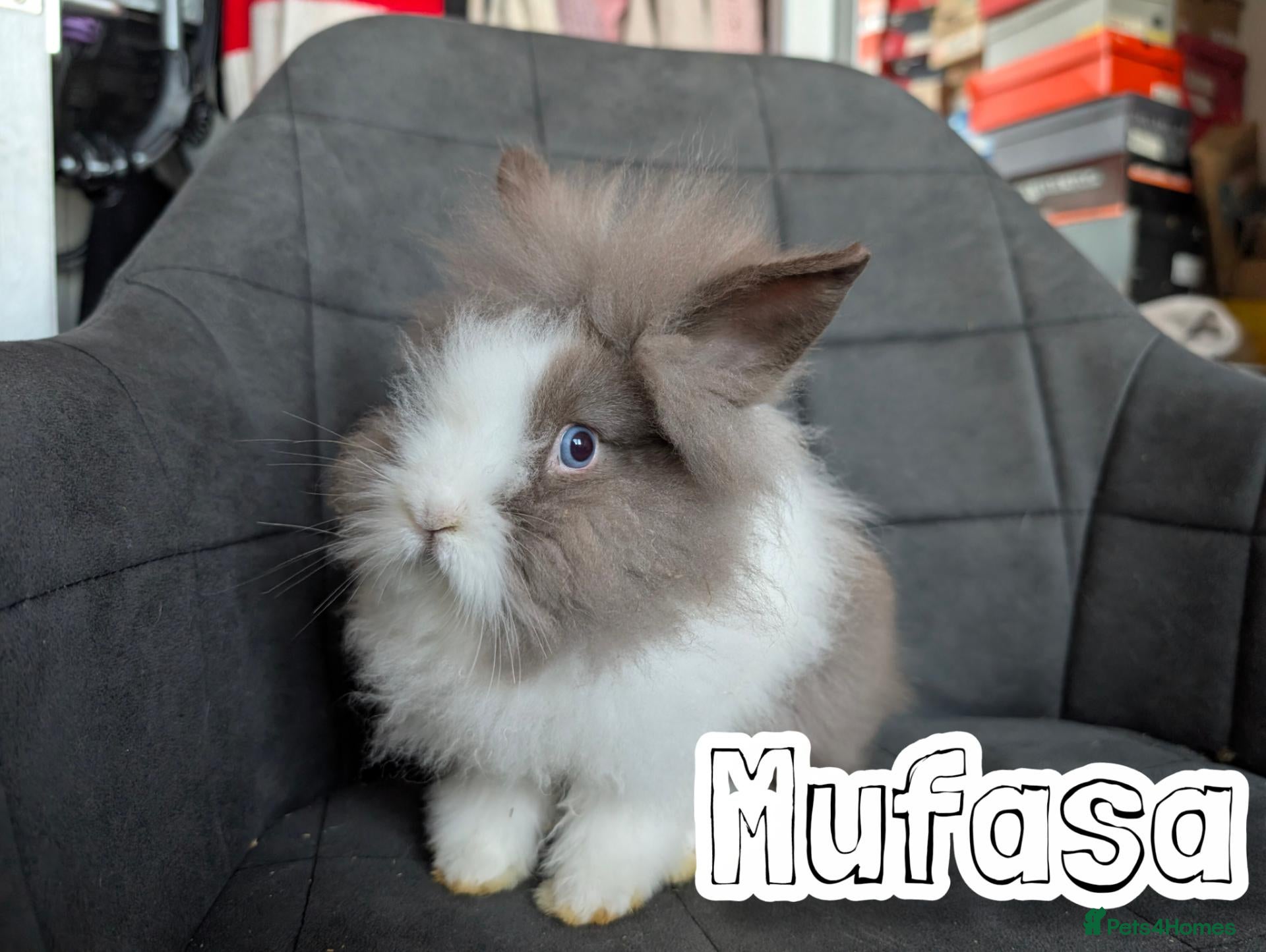 Lionhead rabbits Fluffy BE Lionhead Rabbits for Sale  - Advert 1