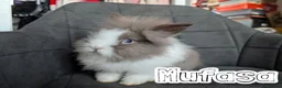 Lionhead rabbits for sale: Fluffy BE Lionhead Rabbits for Sale  - Advert 1