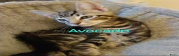 Mixed Breed cats for sale: Playful kittens looking for loving home - Advert 8