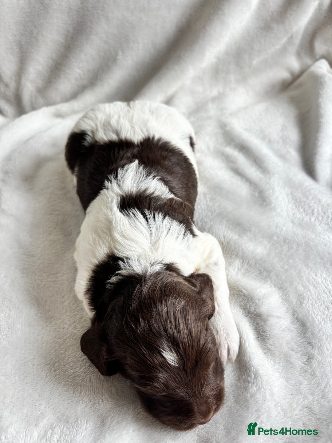 Cockapoo dogs for sale: F1 COCKAPOO  - Image 5