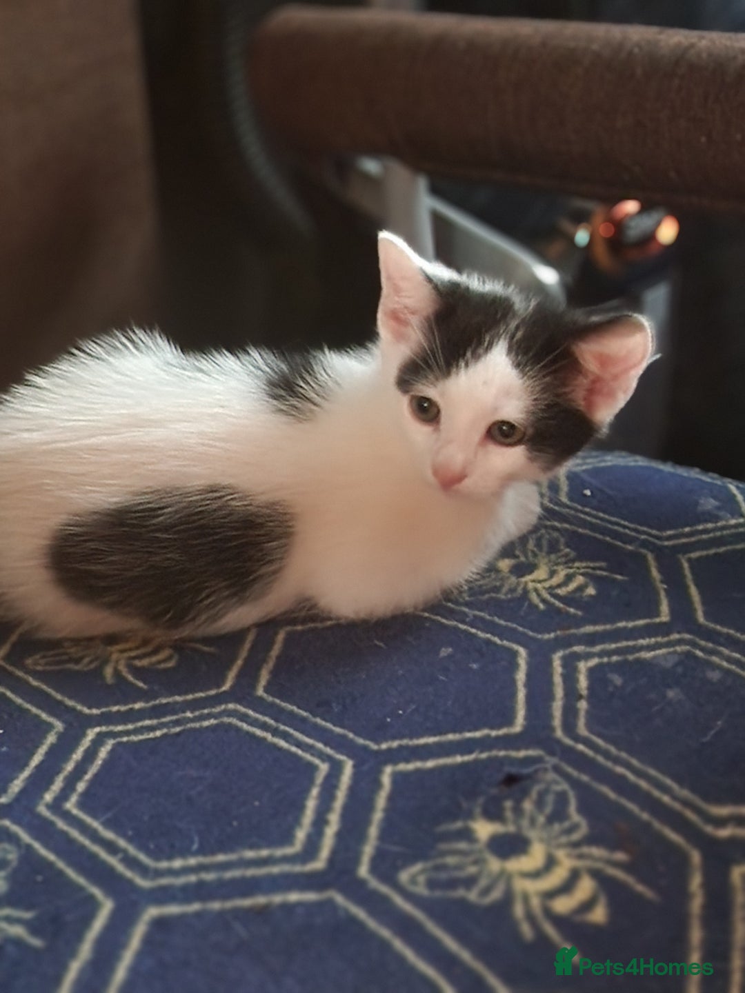 Mixed Breed cats for sale: Kittens  - Image 3