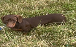 Miniature Dachshund dogs for adoption: Harry * Miniature Dachshund * 240802 - Image 1