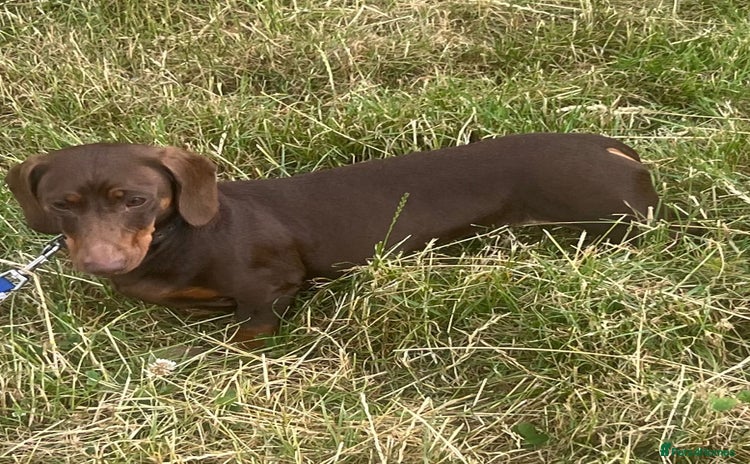 Miniature Dachshund dogs - Advert 1