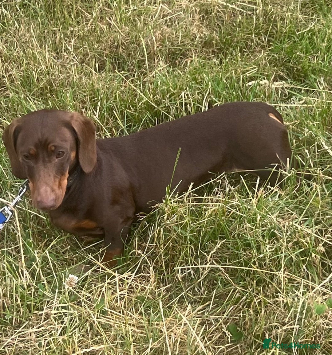 Miniature Dachshund dogs for adoption: Harry * Miniature Dachshund * 240802 - Image 1