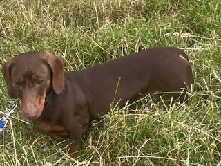 Miniature Dachshund dogs - Advert 9