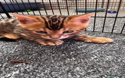 Bengal cats for sale: Bengal kittens Pure just born - Image 10