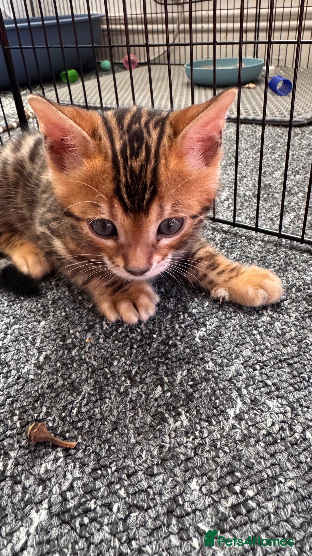 Bengal cats for sale: Bengal kittens Pure just born - Image 10