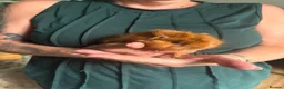 Guinea Pig rodents for sale: 3 female piggies - Advert 4
