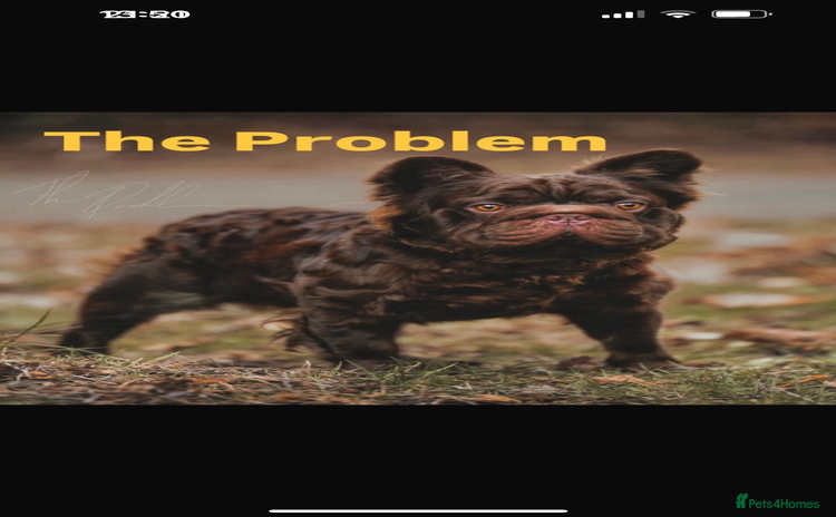 French Bulldog dogs - Advert 7
